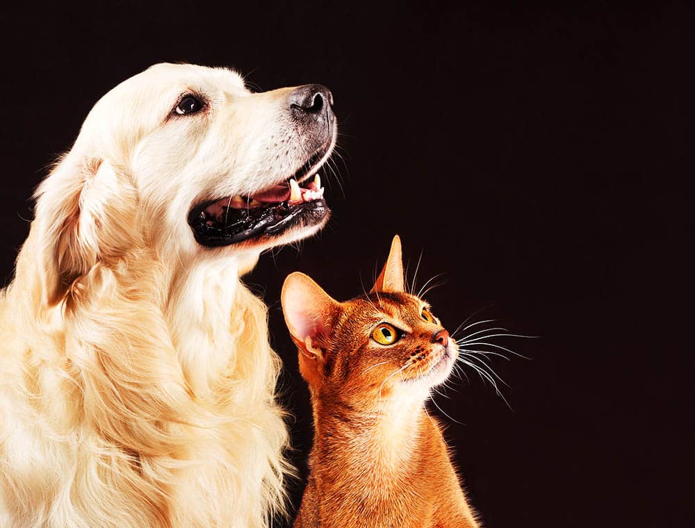 Adopt a Furry Friend Today: Why Animal Adoption is the Best Decision You’ll Ever Make